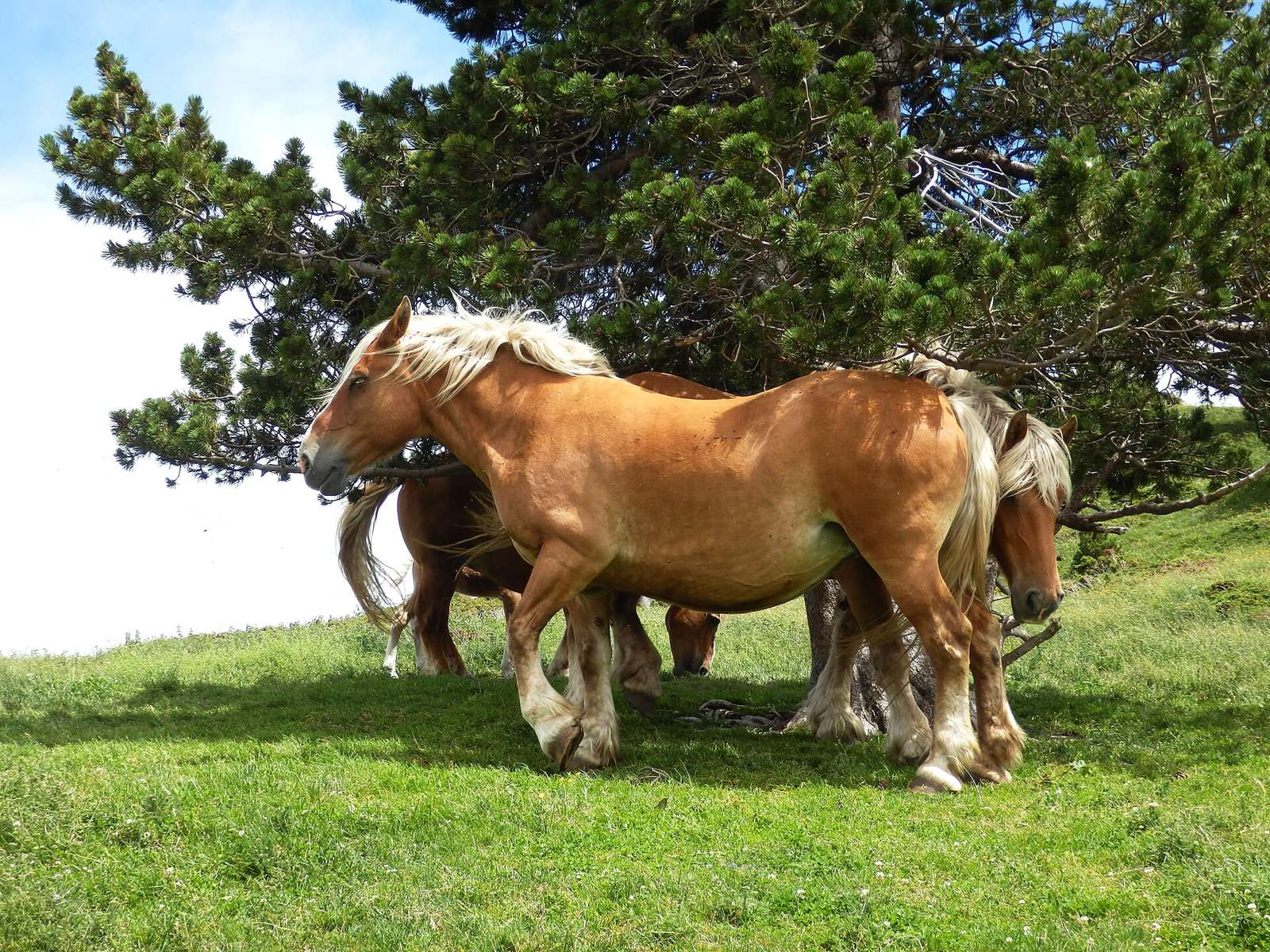 Horses near "col de Pailhères" Ariège, France