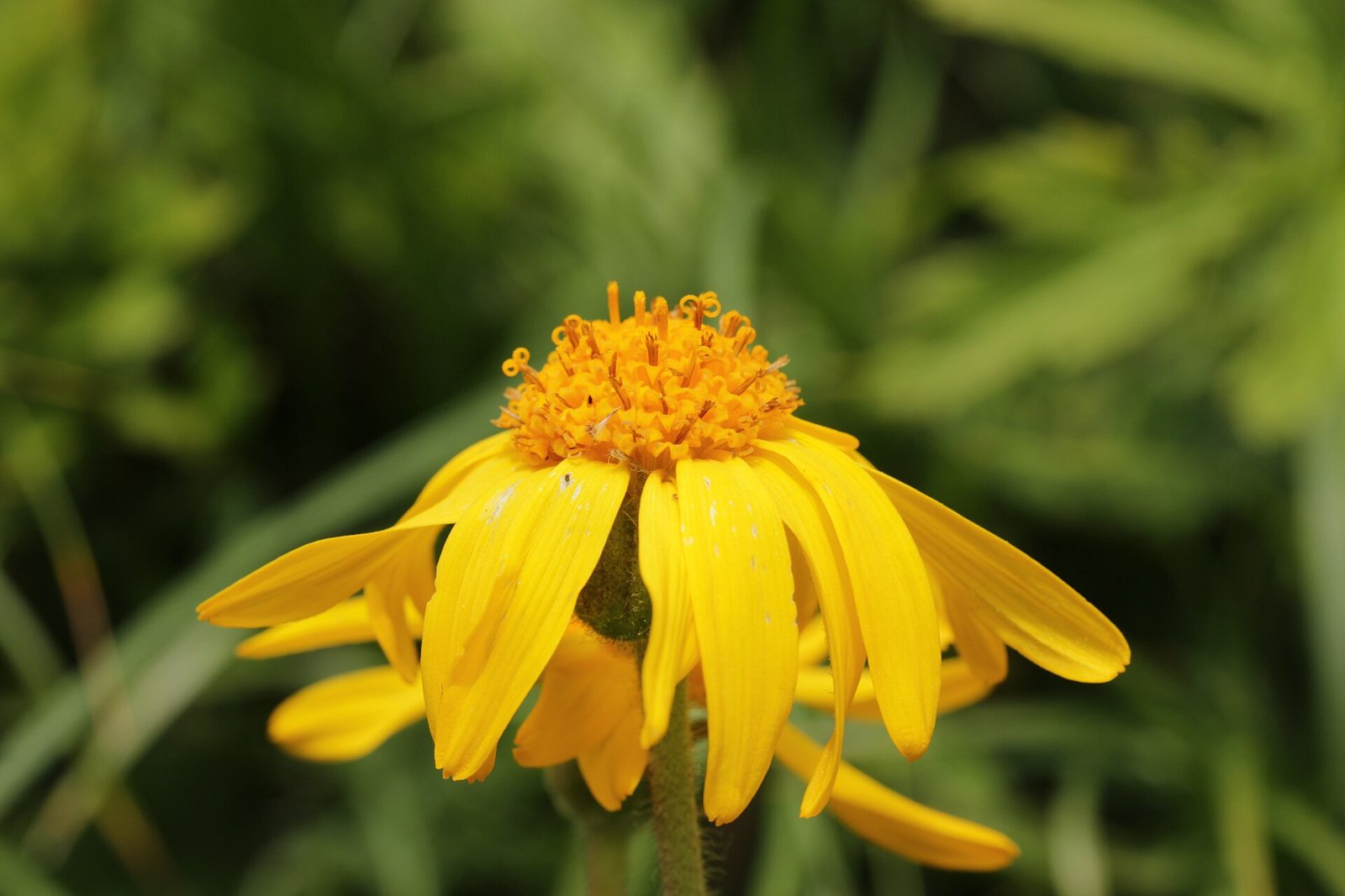 Mountain Arnica - Arnica montana