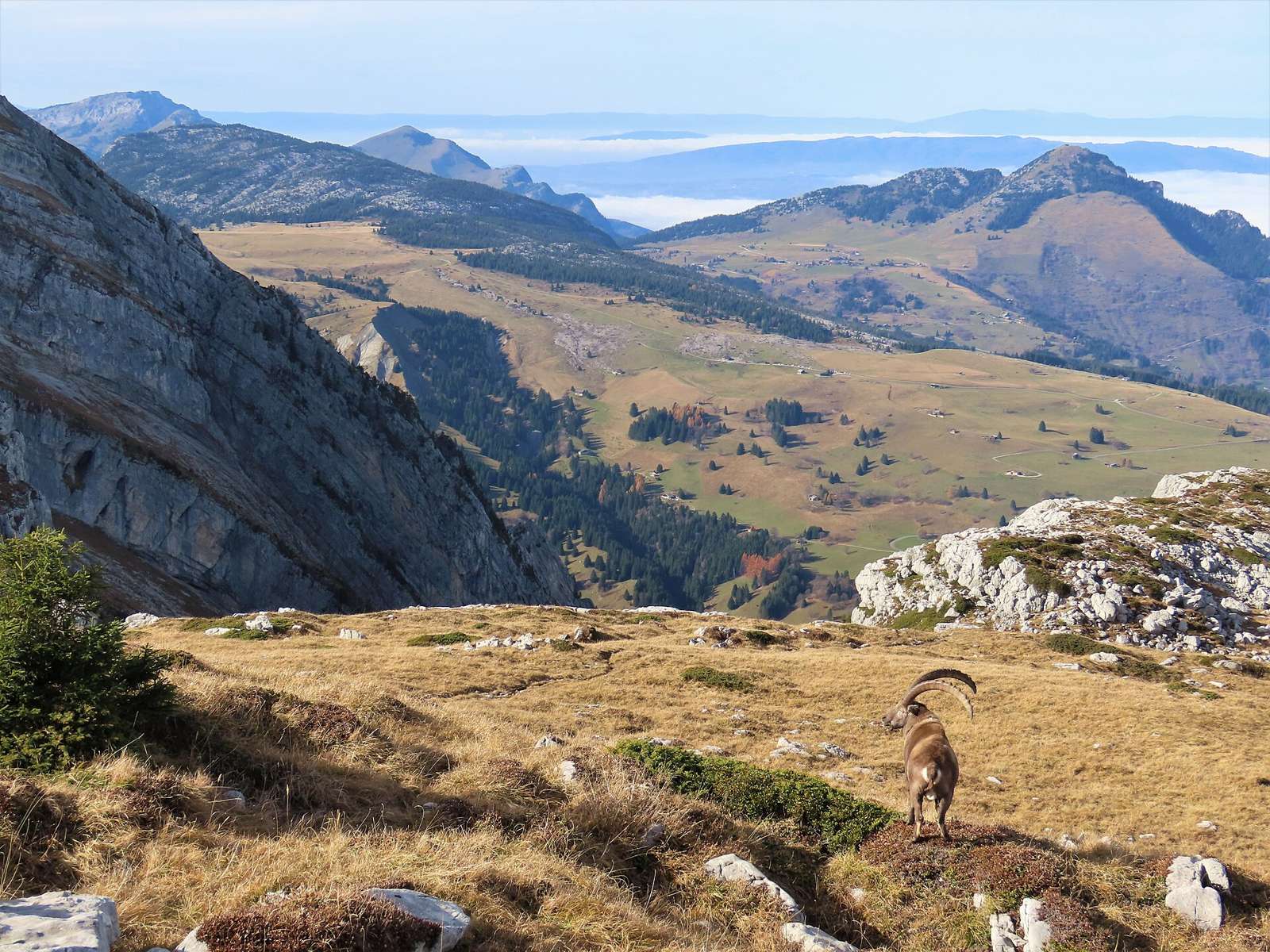 Bouquetin au Petit Bargy, Marnaz, Haute-Savoie, France
