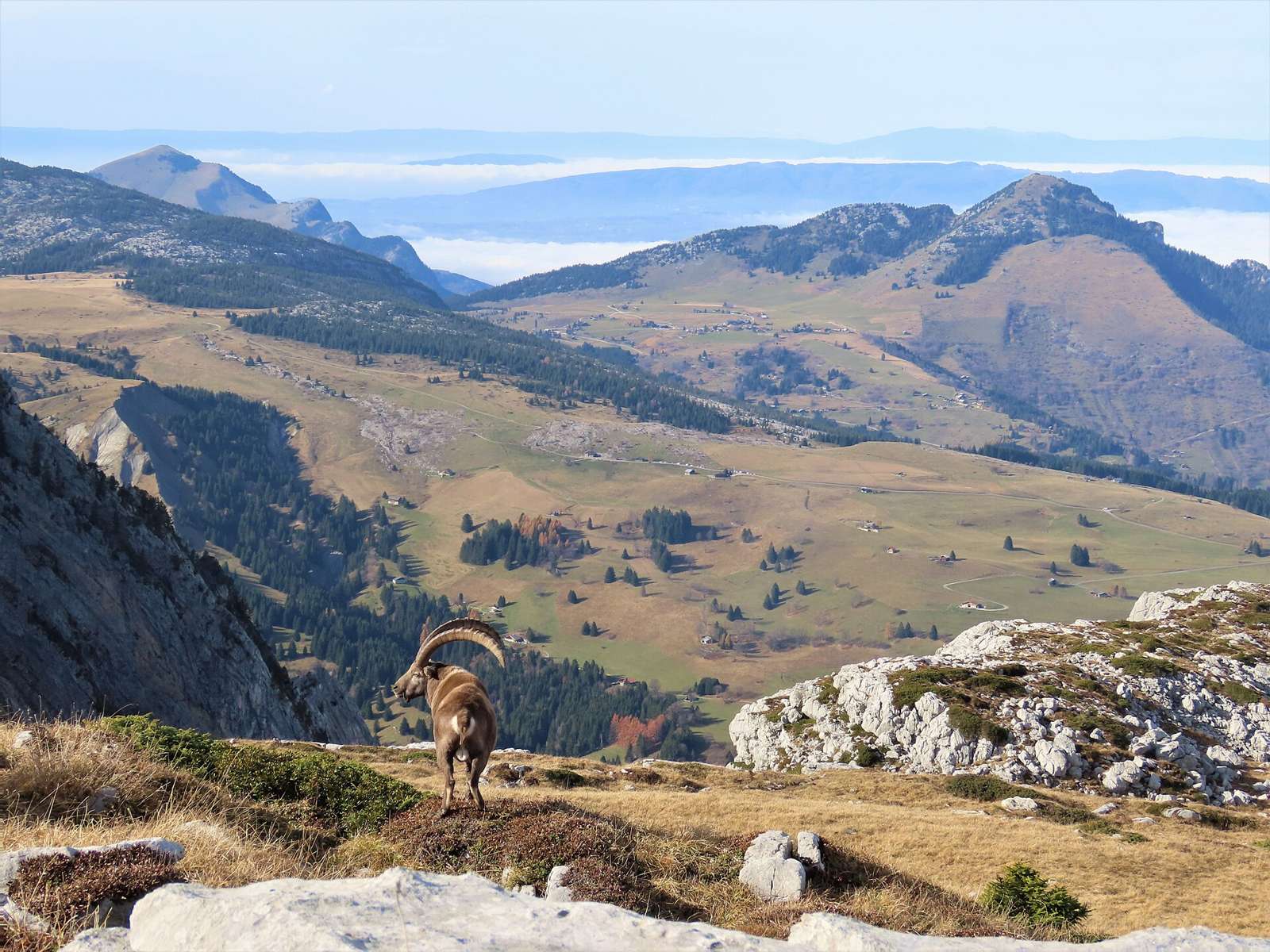Bouquetin au Petit Bargy, Marnaz, Haute-Savoie, France