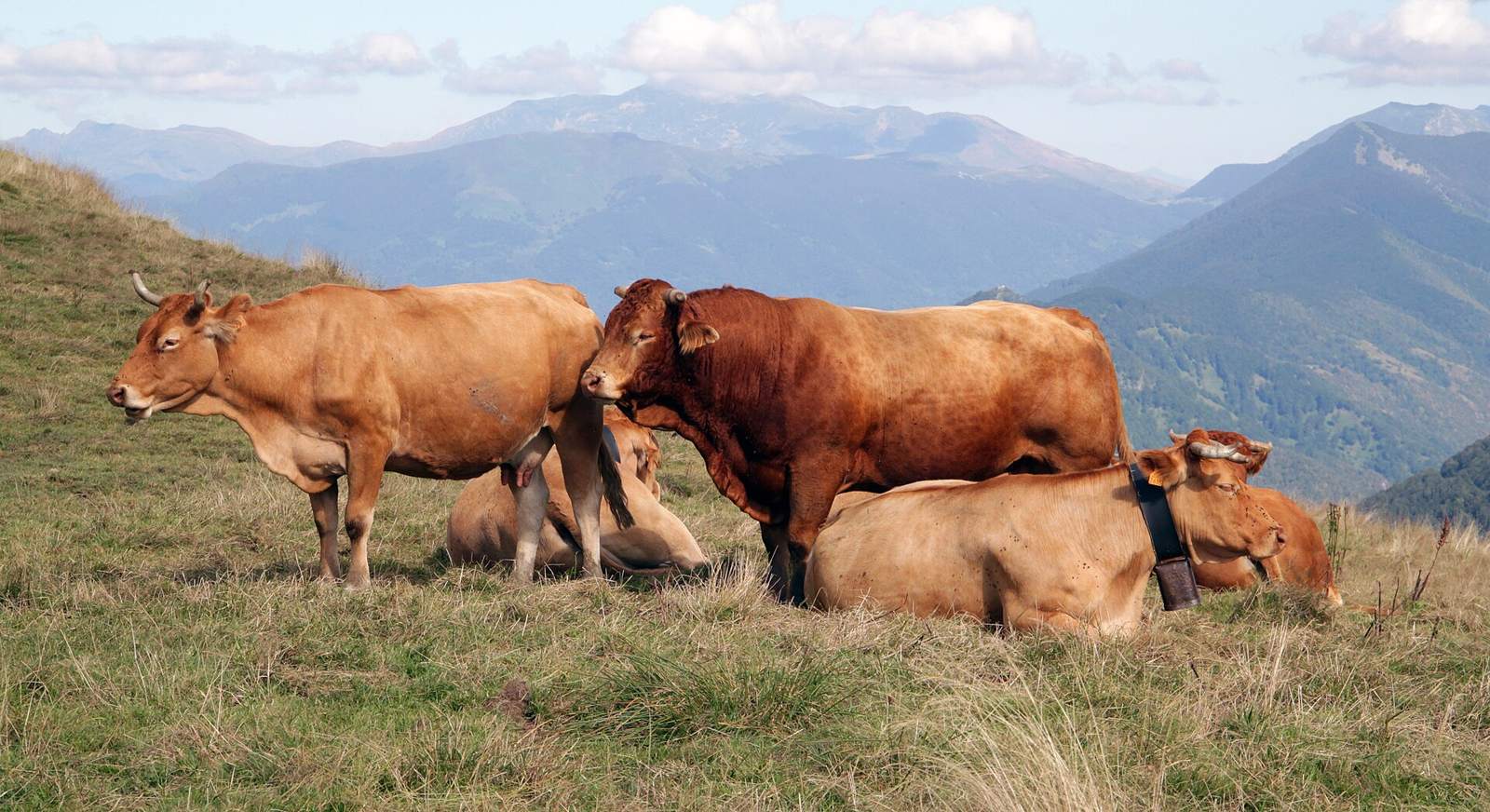 Bovins ( vaches et taureau de race limousine ) à l'estive au col de la Core, en Août 2018.