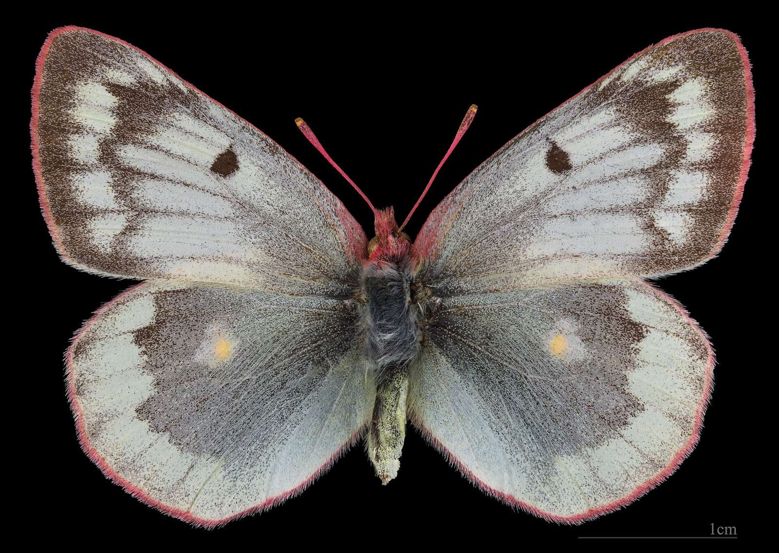 Colias phicomone - Dorsal side
