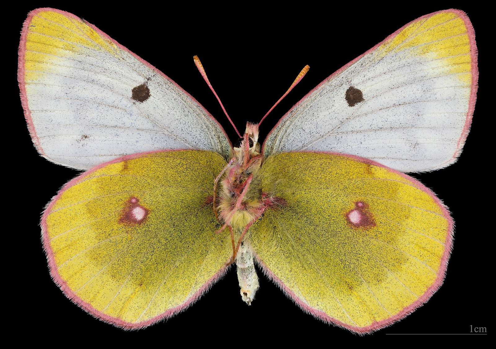 Colias phicomone - Ventral side