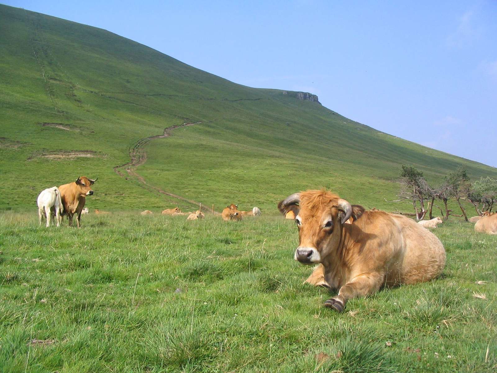 On the road: Col de la Croix-Morand from Chambon-sur-Lac