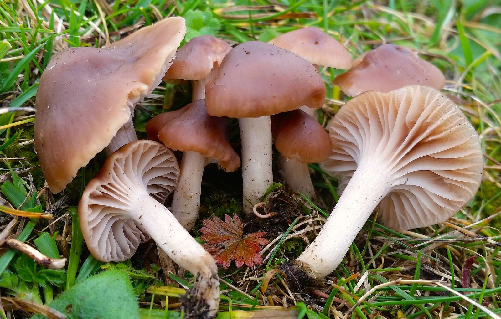 For more information about this, see the observation page at Mushroom Observer.