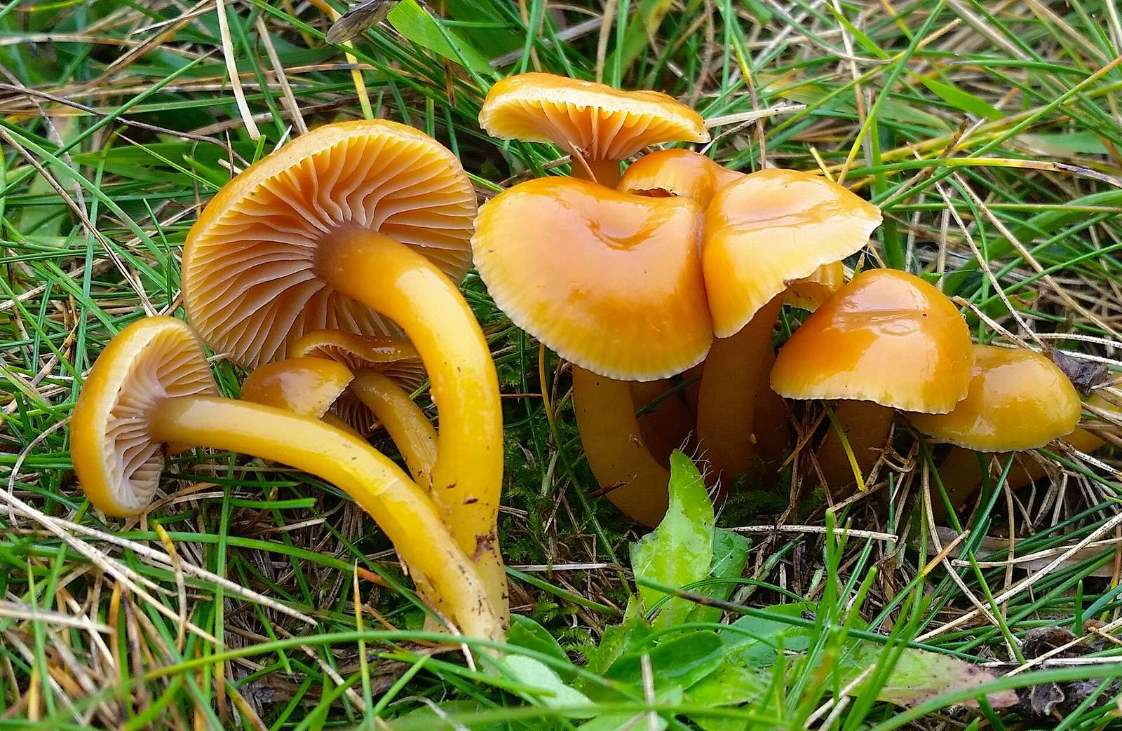 For more information about this, see the observation page at Mushroom Observer.