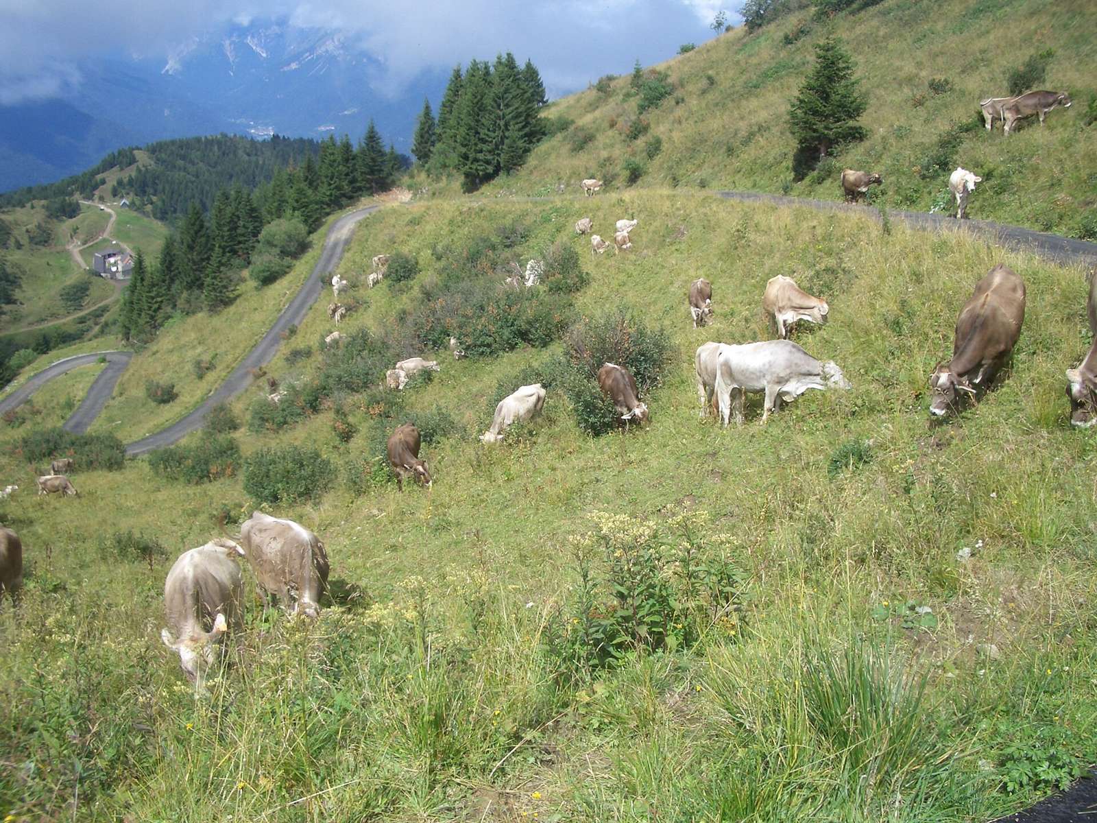 On the road: Monte Zoncolan from Ovaro
