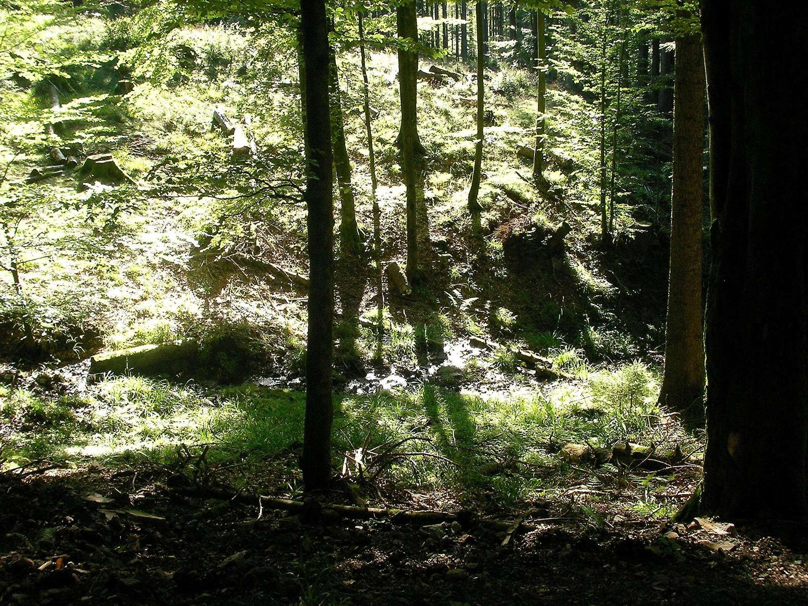 Forêt au col du Donon à Grandfontaine (Bas-Rhin, France).