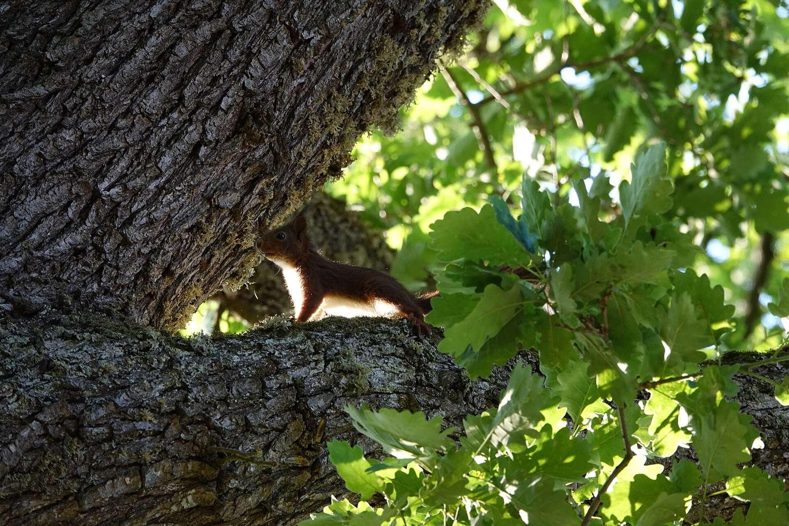 Écureuil roux (Sciurus vulgaris) aux Trois-Épis (Haut-Rhin, France).