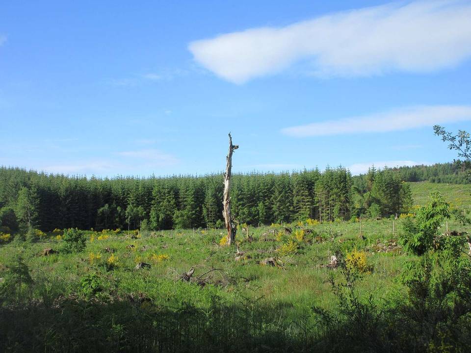 Remaining Stump