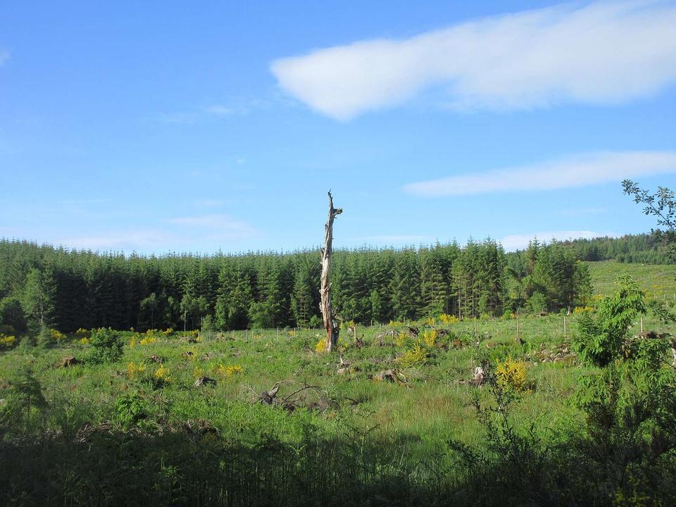 Remaining Stump