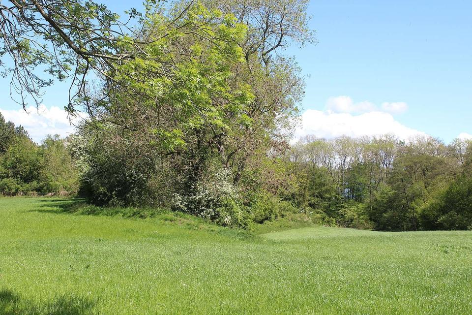 Trees west of Twyn y Cregan motte