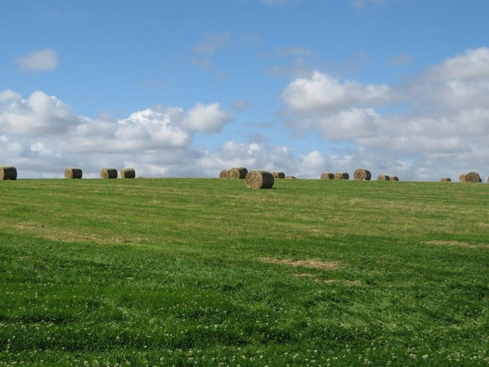 Hay bales at Broadmeadows Home Farm