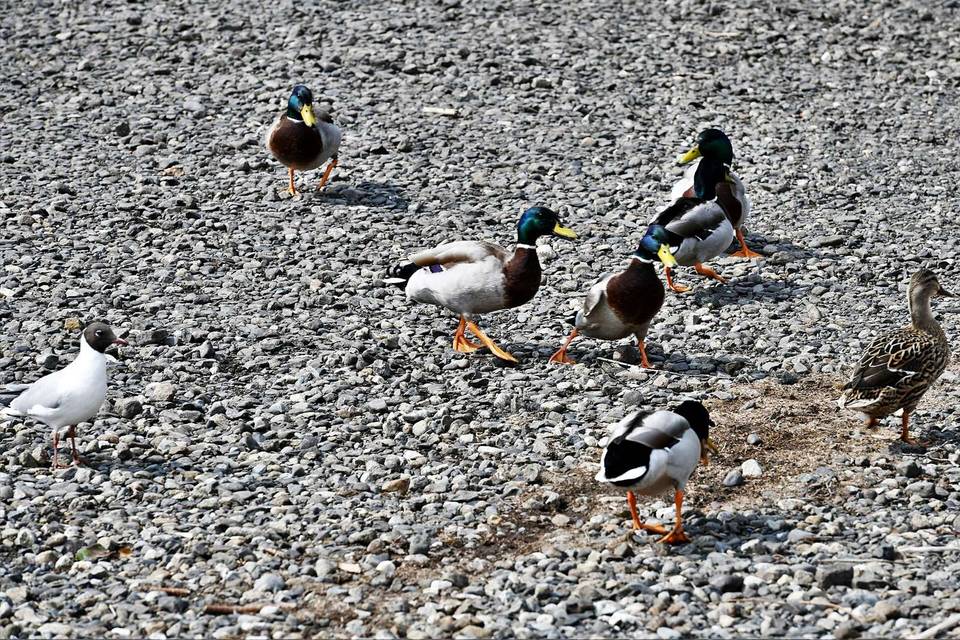 Bala Lake: Chips (of all things) being thrown to the ducks by visitors 3