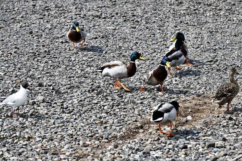 Bala Lake: Chips (of all things) being thrown to the ducks by visitors 3
