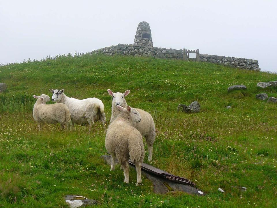 Sheep Grazing at Milton