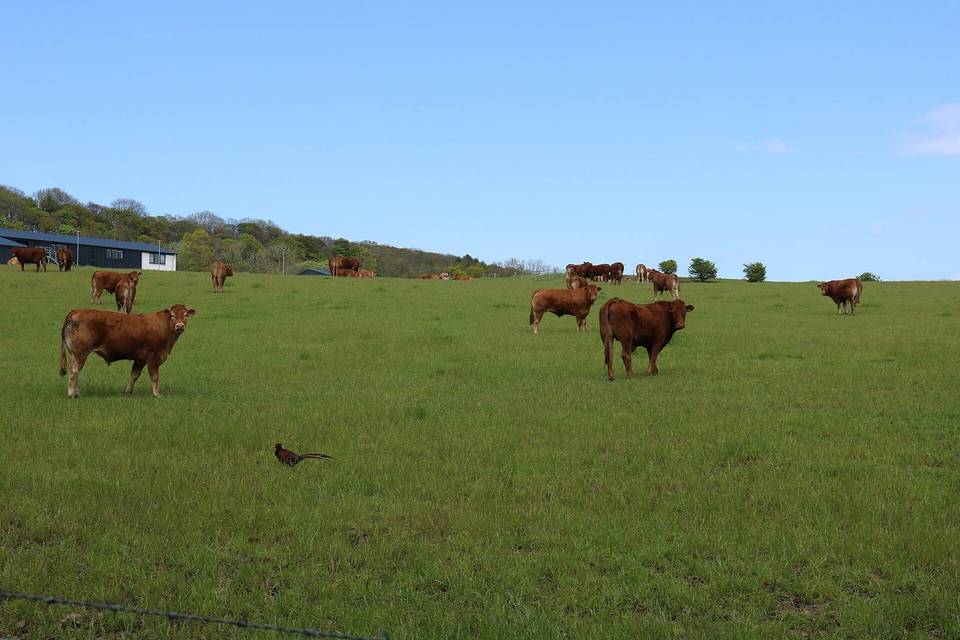 Cattle and Pheasant