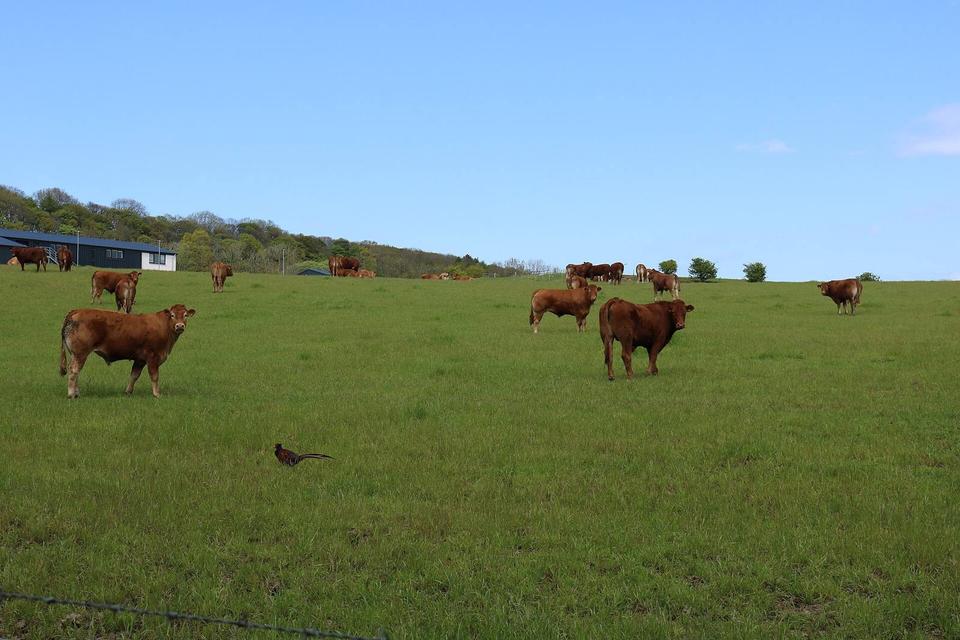 Cattle and Pheasant