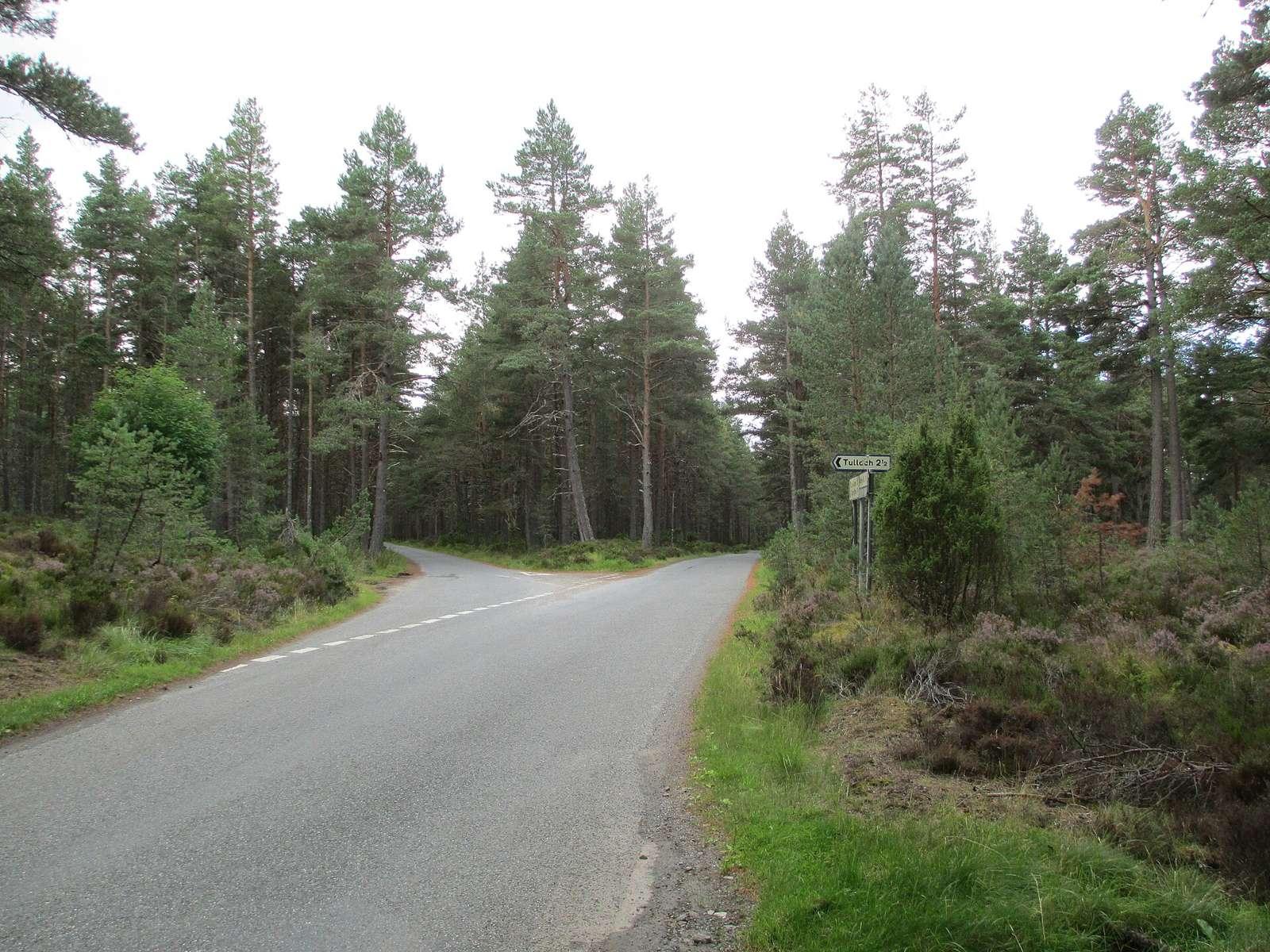Road junction in Abernethy Forest