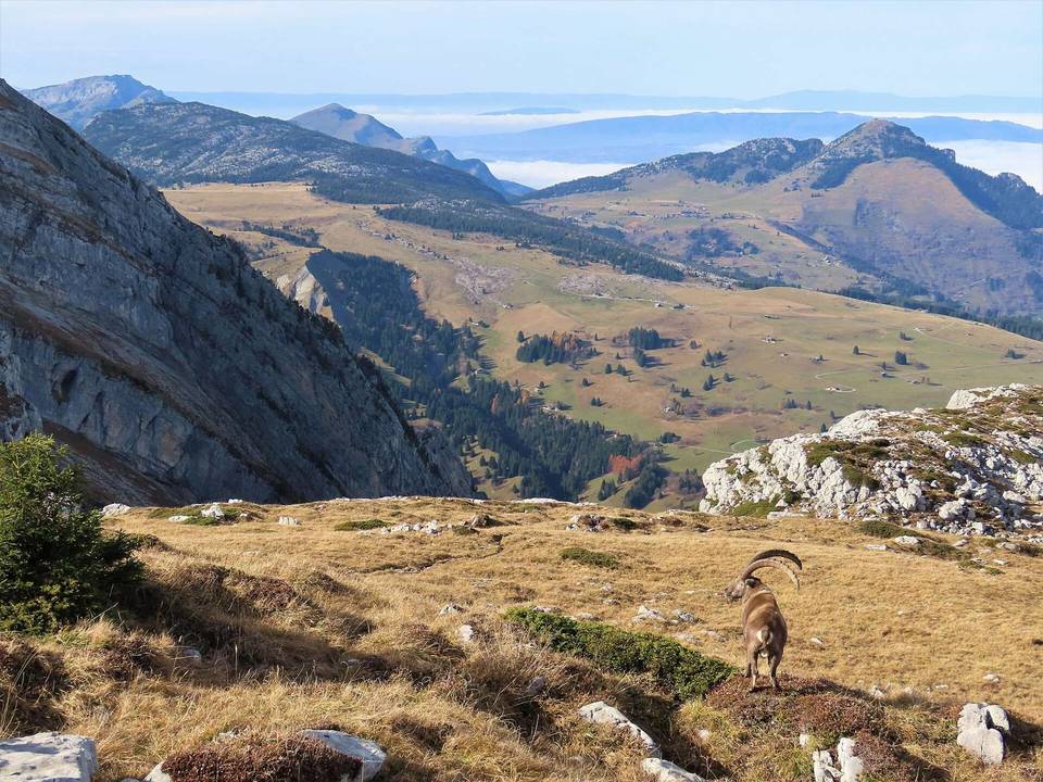 Bouquetin au Petit Bargy, Marnaz, Haute-Savoie, France