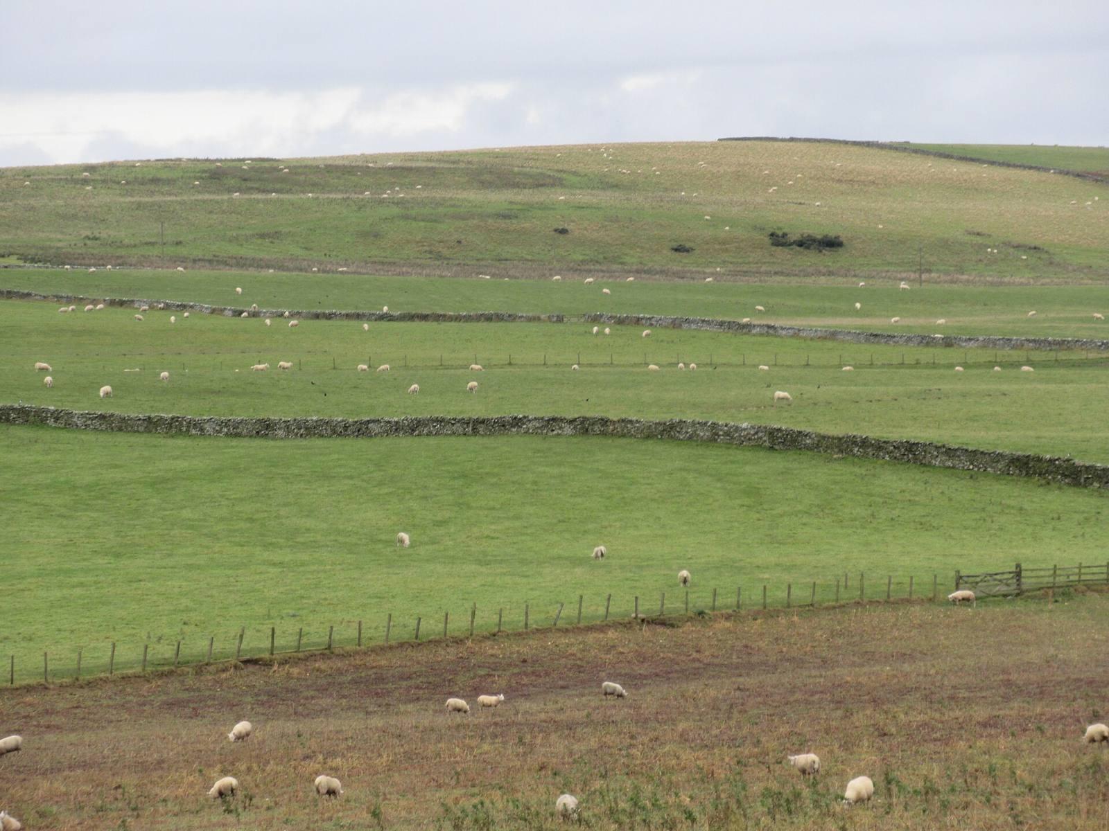 Earlside fields on Hoggfield Hill