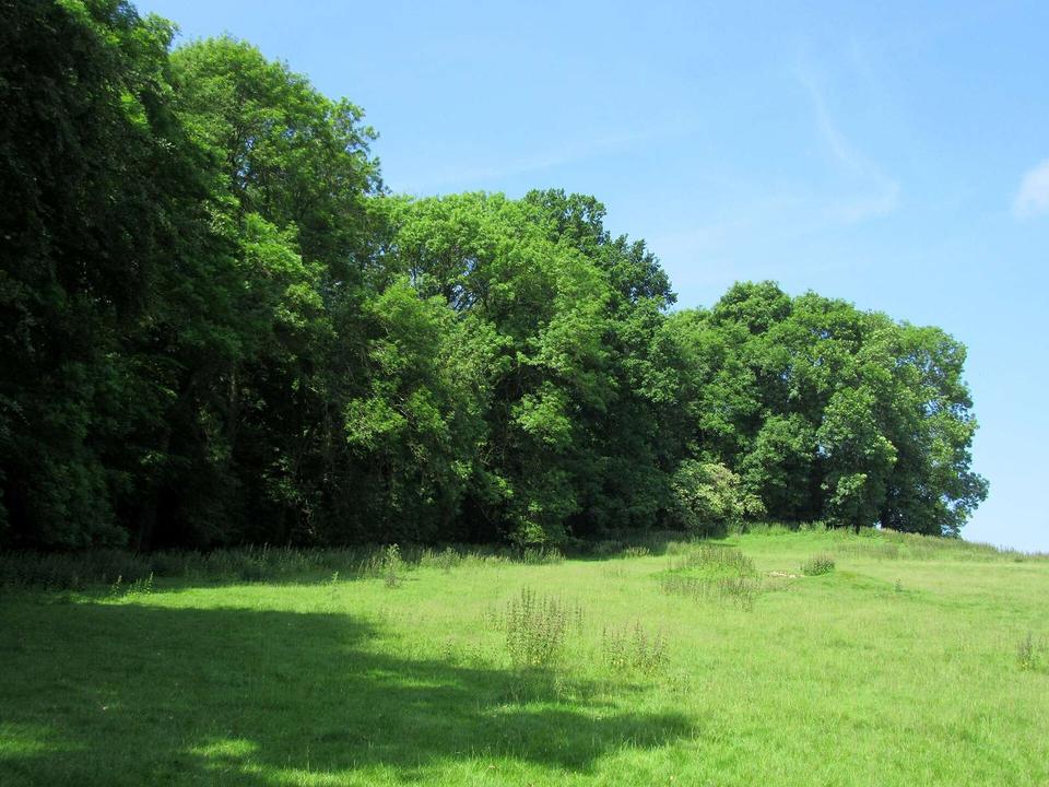 Temple Wood