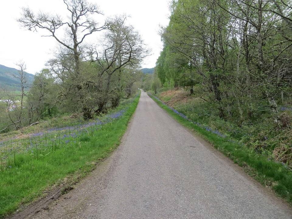 Minor bluebell lined minor road between the River Glass and Kerrow Wood