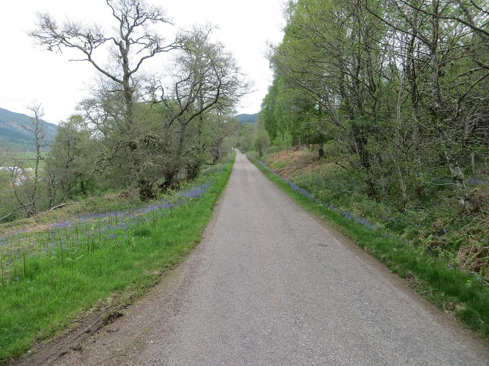 Minor bluebell lined minor road between the River Glass and Kerrow Wood