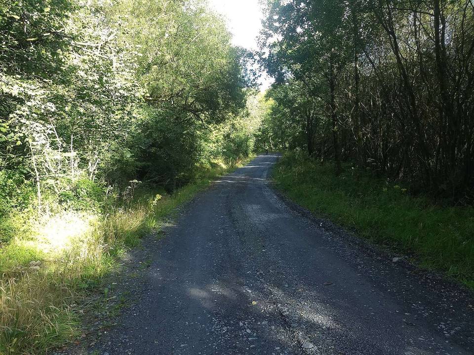 Forest track near Coed-y-ffynnon