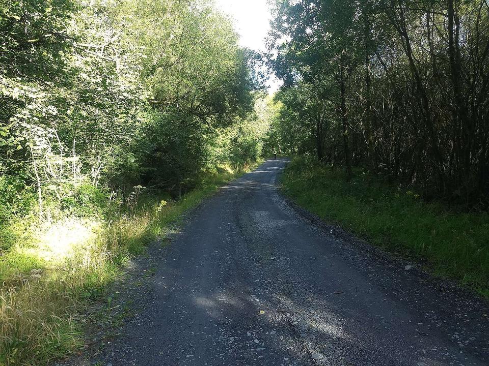 Forest track near Coed-y-ffynnon