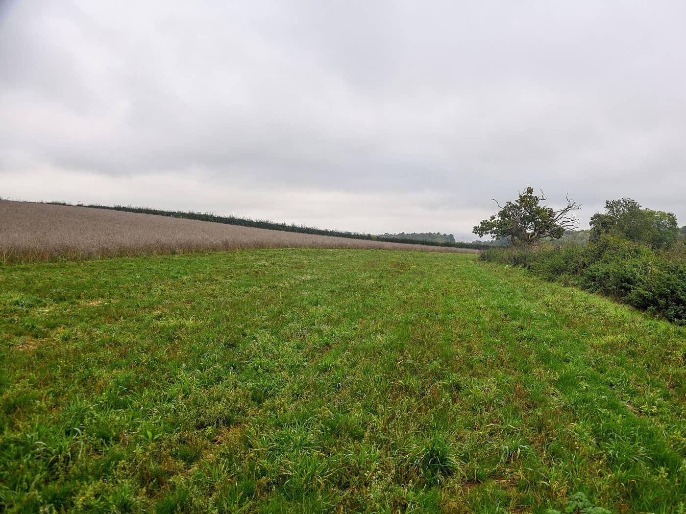 Corston : Grassy Field