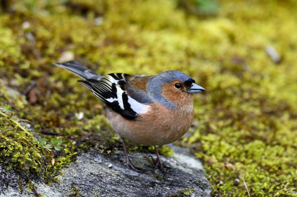 Chaffinch (Fringilla coelebs)