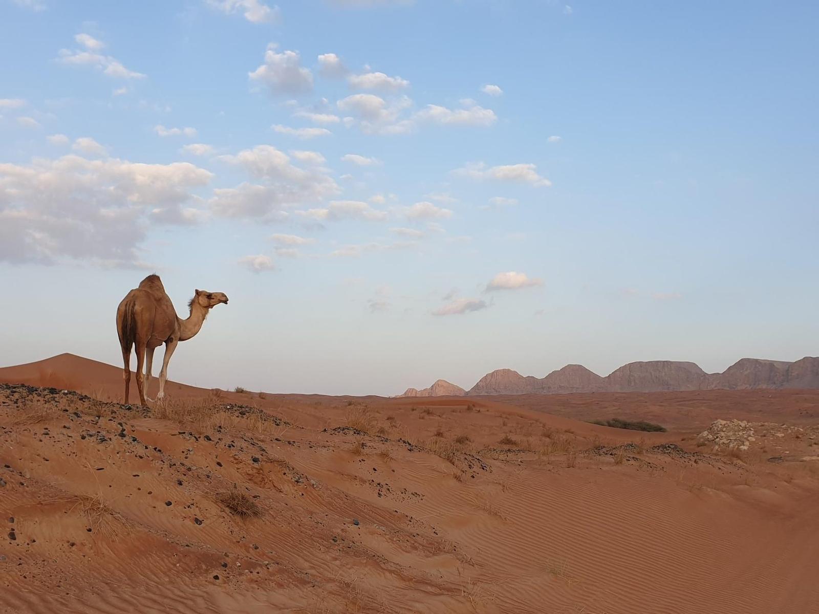 On the road: Around Dubai 88