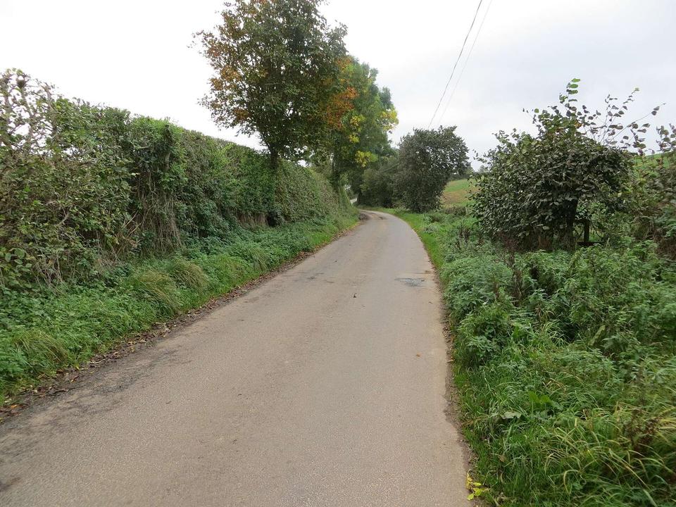 Hedge and tree-lined road approaching Turtleton