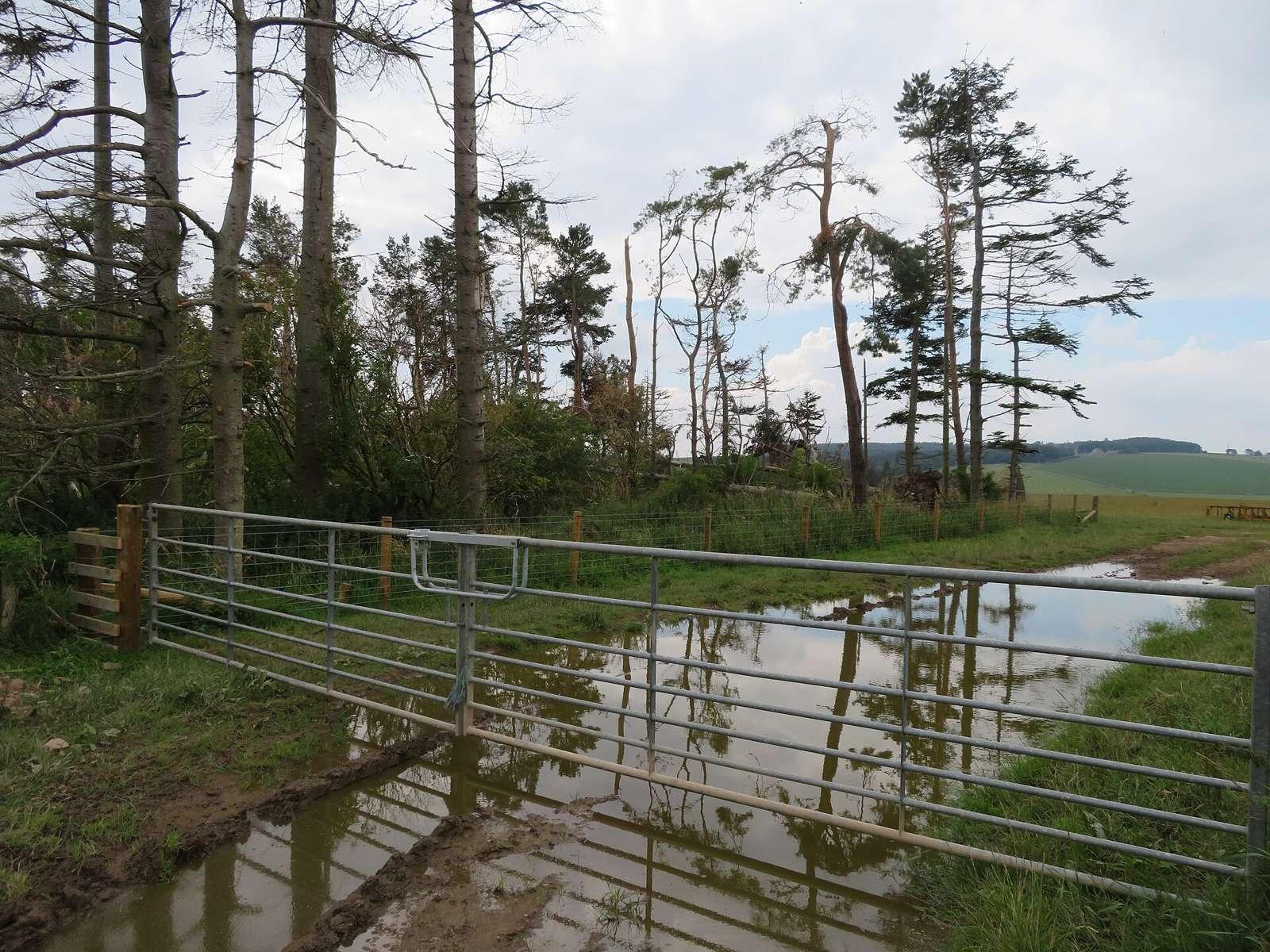 Field entrance and shelterbelt