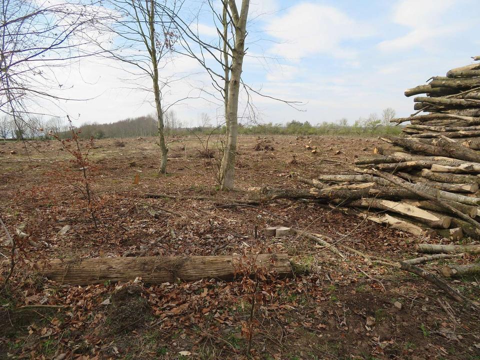 Forestry near Ayton Castle