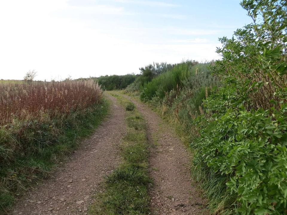 Track near Broomhill Plantation