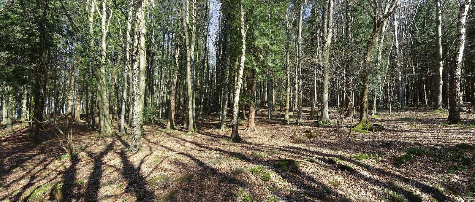 Coed Plas-y-Nant (Clwydian Range AONB) by Llabedr Dyffryn Clwyd, Sir Ddinbych, Wales