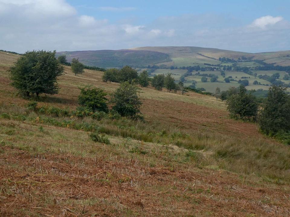 Llethrau Moel Famau / Slopes of Moel Famau