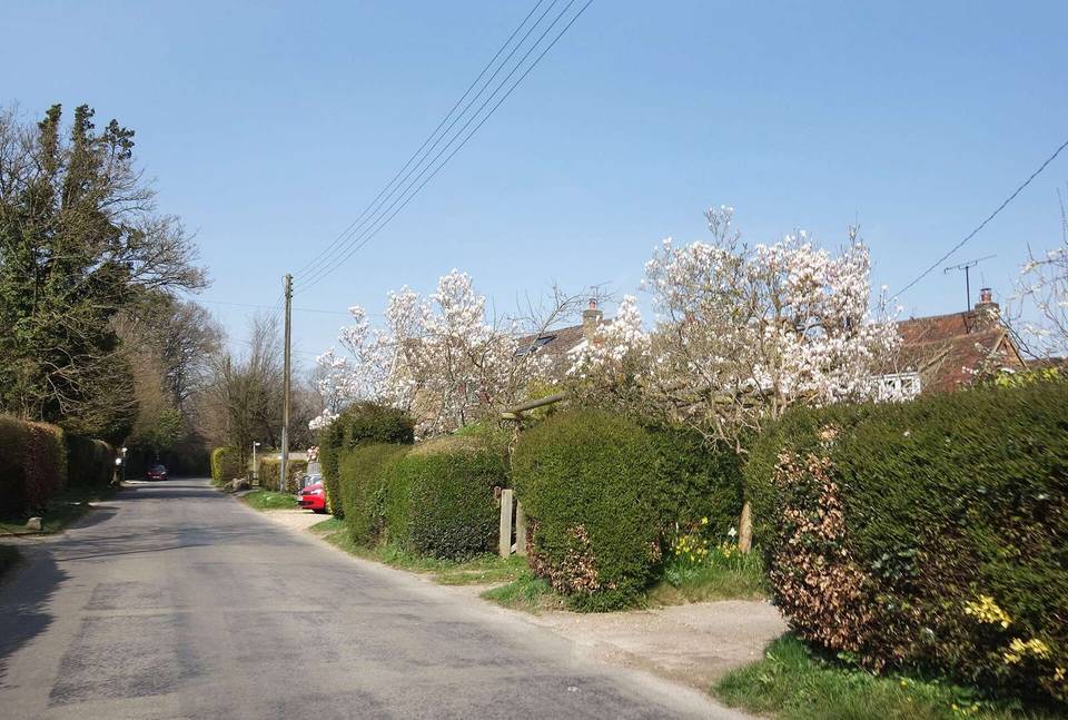 Blossom beside Nairdwood Lane