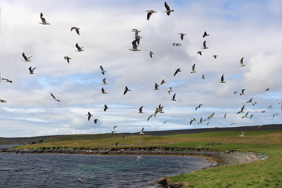 Gulls, Wick of Belmont