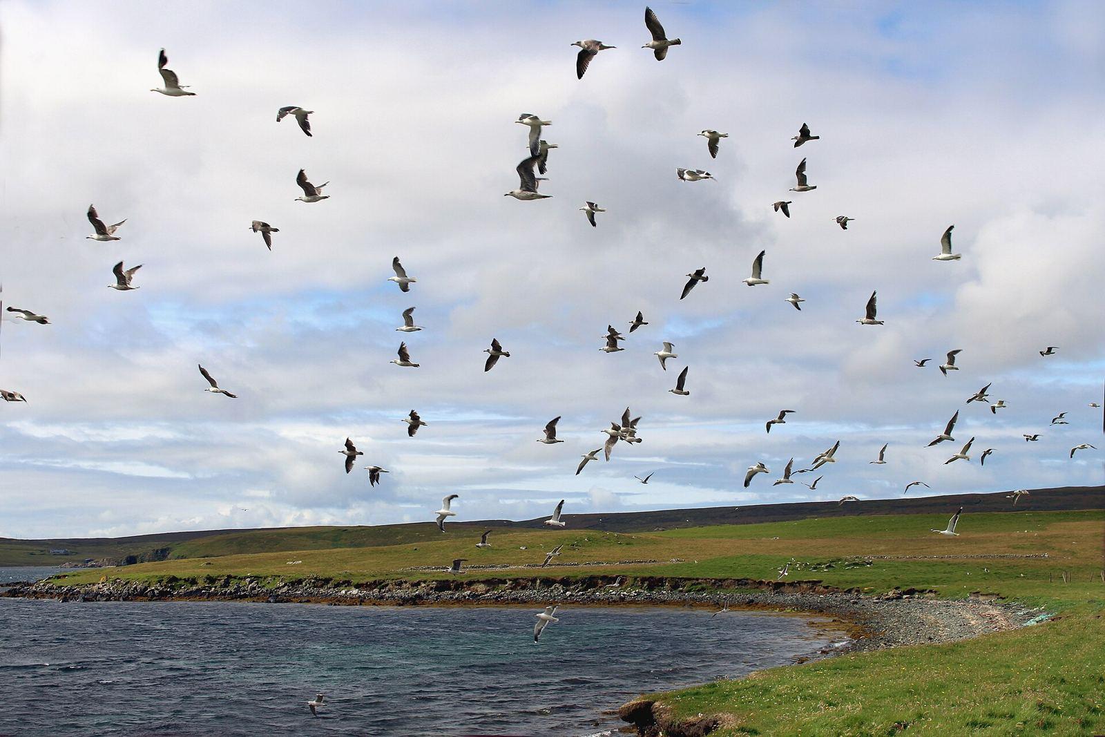 Gulls, Wick of Belmont