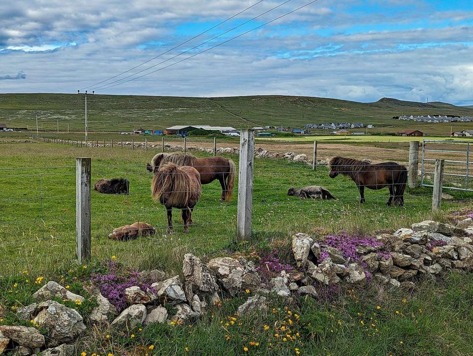 Baltasound Shetland Ponies