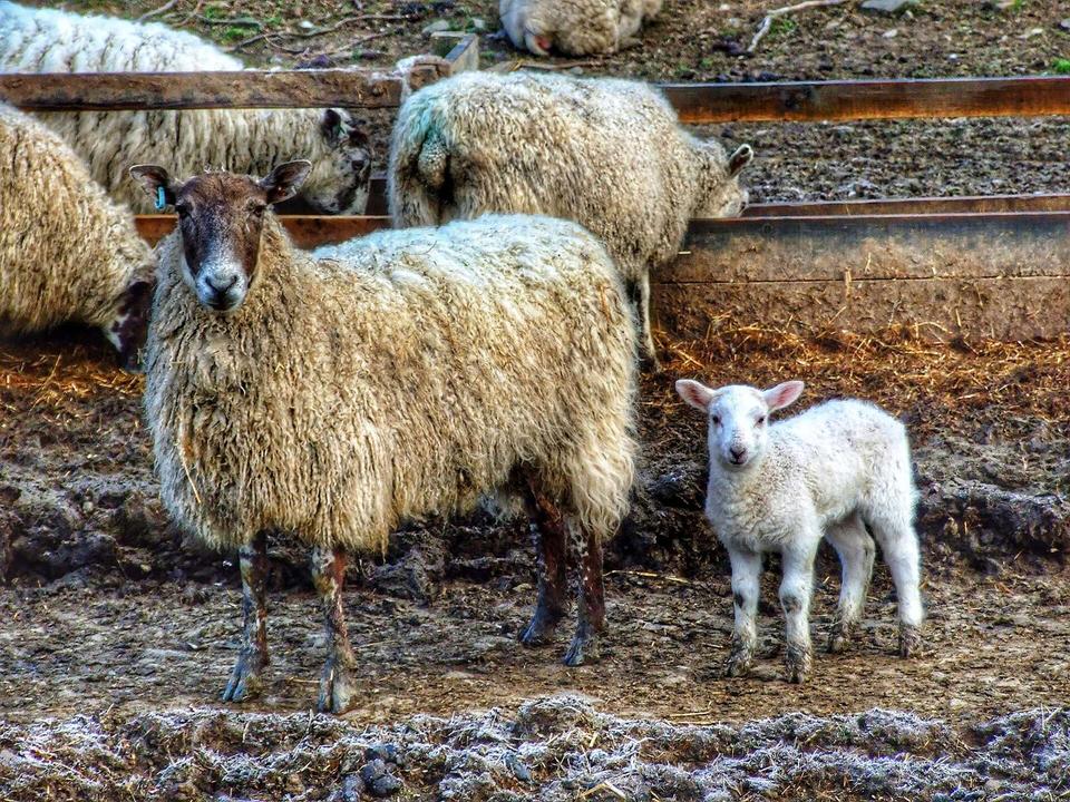 A cold frosty morning, at the feeding troughs. Hawick, roxburghshire, scotland.