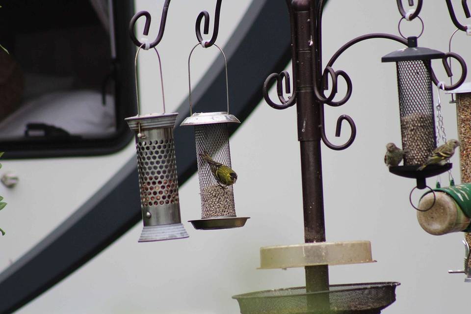 Siskins on Garden feeders