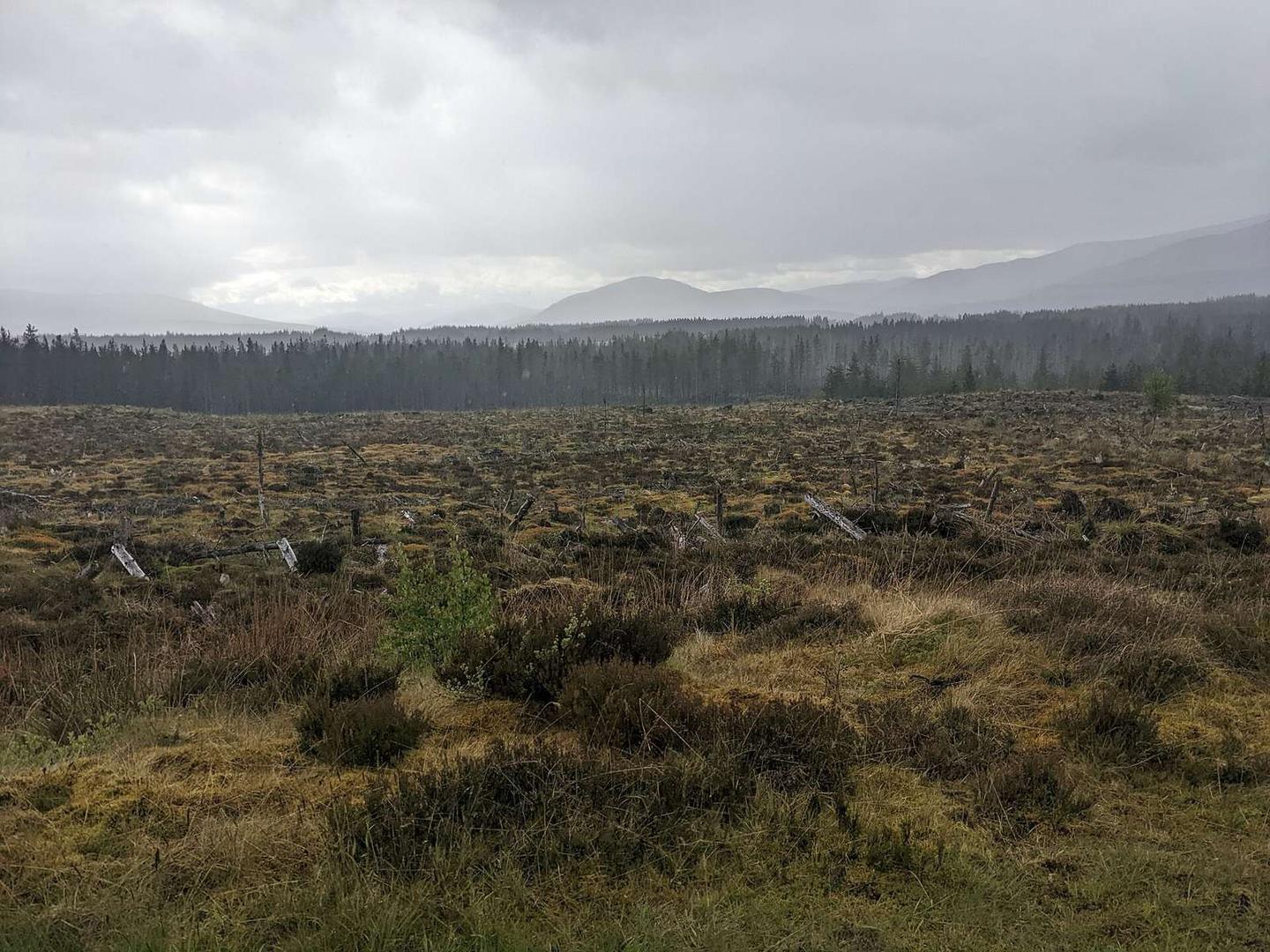 A large cleared area in the forest
