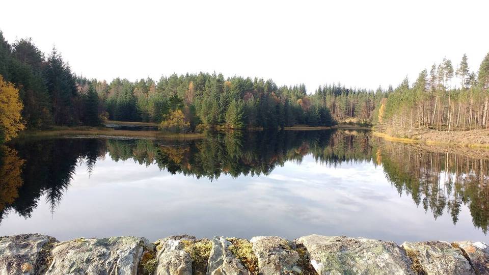 Wetlands in Rannoch forest