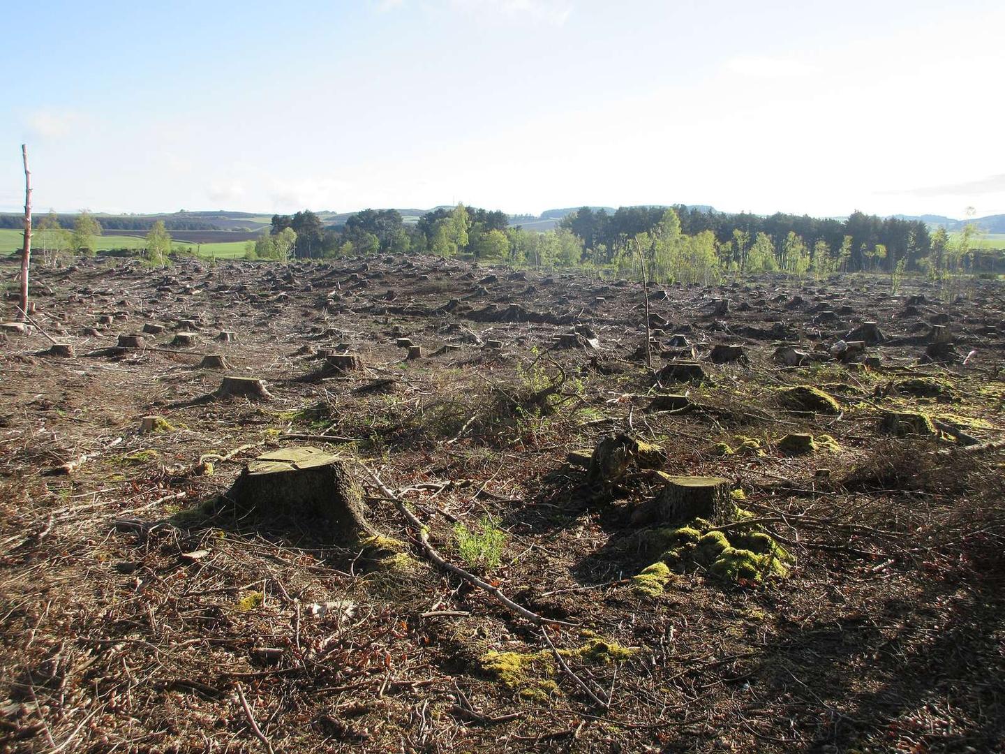 Cleared Milldeans Wood