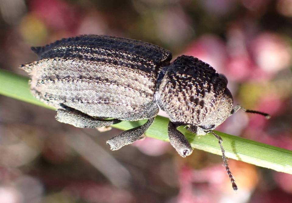 Somatodes sp. Species of insect.