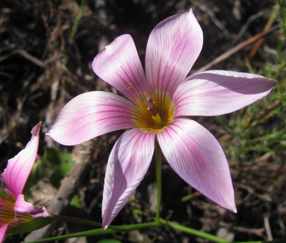 Romulea dichotoma in South Africa